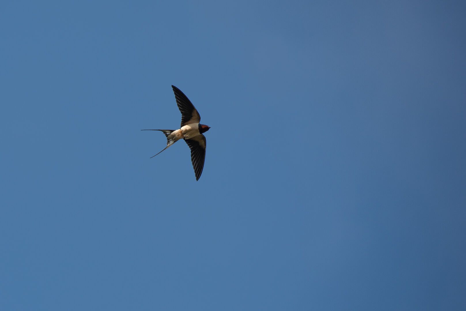 Rauchschwalbe im Flug vor blauen Himmel