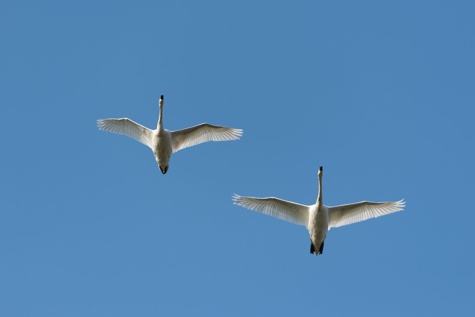 Zwei Schwäne im Flug vor blauen Himmel